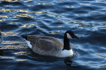 goose swimming in the water