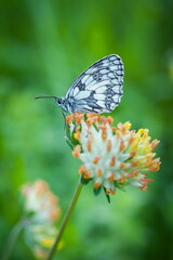 Melanargia galathea. Butterfly in nature. Beautiful picture. Wild nature. Color photograph. Butterfly. Rare object. Butterfly and orchid.