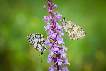 Melanargia galathea. Butterfly in nature. Beautiful picture. Wild nature. Color photograph. Butterfly. Rare object. Butterfly and orchid.