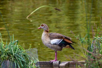 Egyptian goose near to the water