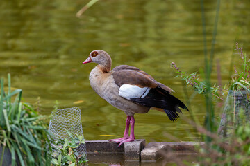 Egyptian goose near to the water