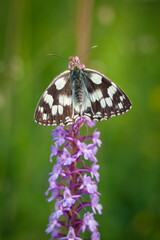 Melanargia galathea. Butterfly in nature. Beautiful picture. Wild nature. Color photograph. Butterfly. Rare object. Butterfly and orchid.
