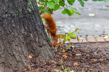 Small squirrel on tree in city