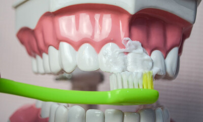 Green toothbrush with white 
toothpaste brushing teeth on teeth model.Dental care 