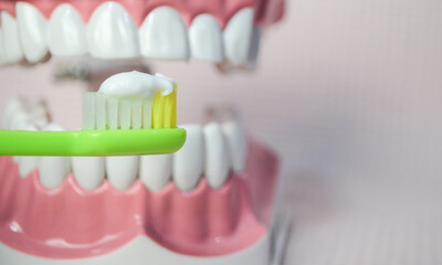 Green toothbrush with white 
toothpaste brushing teeth on teeth model.Dental care 