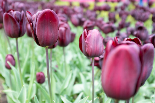 Tulipanes morados
