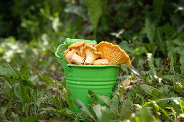 Metal green bucket of fresh chanterelle mushrooms, green grass on background © Yekatseryna