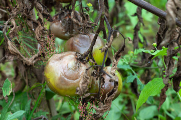 rotten spoiled tomatoes on dry branches and bushes of tomatoes after harvest in the fall. .