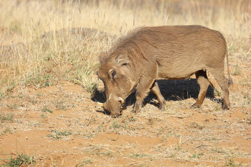 Fototapeta premium Warzenschwein / Warthog / Phacochoerus africanus