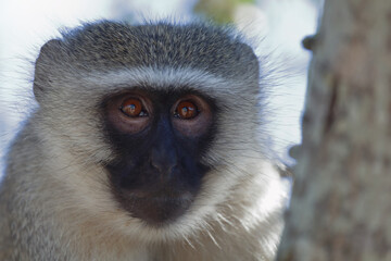 Grüne Meerkatze / Vervet monkey / Cercopithecus aethiops .