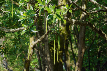 Mangrove seeds in natural mangrove forests of southern Thailand.