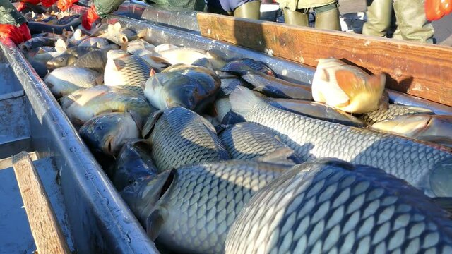 Fishermen catch a freshwater fish from the breeding fish pond and prepare for sort and sale, various species of freshwater fish, mostly carp, pike, perch, grass carp, silver carp