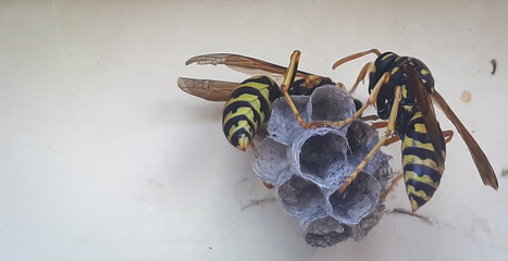 Macro wasp insect sitting on small nest and building house to start a new colony. Macro insect. Close up of wasp nest concept