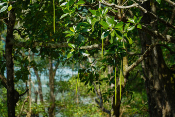 Fototapeta premium Mangrove seeds in natural mangrove forests of southern Thailand.