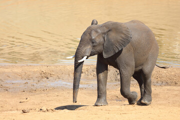 Obraz premium Afrikanischer Elefant / African elephant / Loxodonta africana