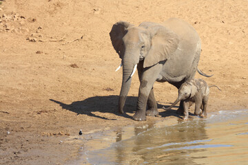 Fototapeta premium Afrikanischer Elefant am Mphongolo River/ African elephant at Mphongolo River / Loxodonta africana.