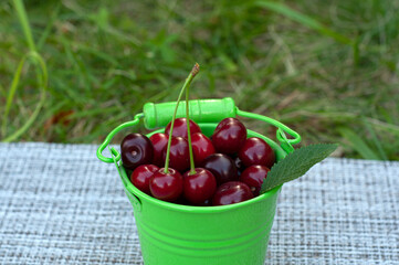 cherry in a mini bucket, green leaves and grass. Harvest
