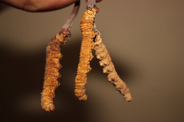 Keeda jadi, cordicep sinensis, yarsagumba 