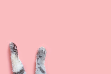 Gray striped cat's paws on a pink background. The concept of animal care, pet products, veterinary services. Minimalism, feed on top, place for text.