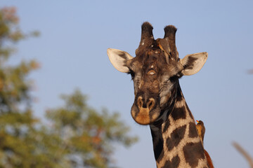 Giraffe / Giraffe / Giraffa Camelopardalis
