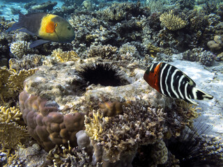 Marine life and coral reefs at the Red Sea