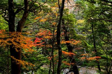 上高地 岳沢湿原〜明神池の遊歩道の紅葉風景（横構図）