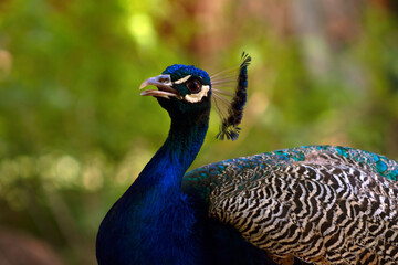 Obraz premium Close up of the cute peacock (large bird) on a green background