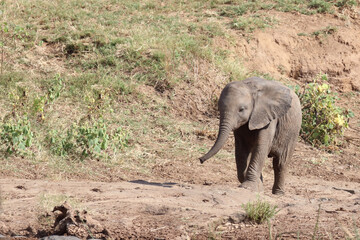 Afrikanischer Elefant / African elephant / Loxodonta africana.