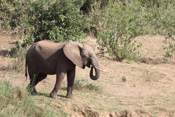 Fototapeta premium Afrikanischer Elefant / African elephant / Loxodonta africana