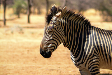 Fototapeta na wymiar A lonely Namibian zebra standing in the middle of the savannah.