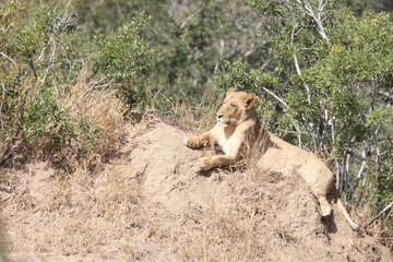 Afrikanischer Löwe / African lion / Panthera Leo.