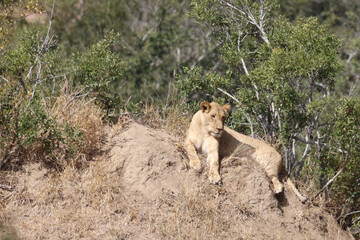 Afrikanischer Löwe / African lion / Panthera Leo.