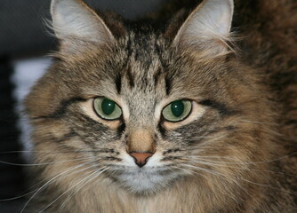 Domestic black and brown cat with green eyes close-up