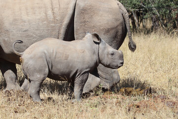 Obraz premium Breitmaulnashorn / Square-lipped Rhinoceros / Ceratotherium Simum
