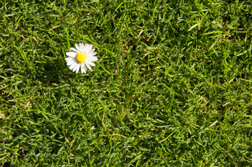 flor margarita sola en un prado verde 