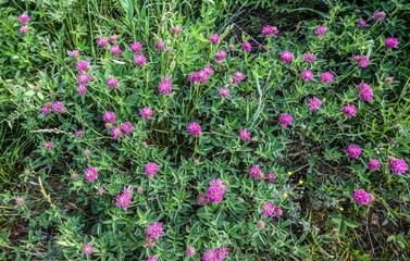 Flowers clover red close-up on green background