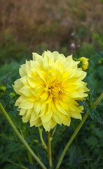 Flowers Dahlia yellow close-up on a green background