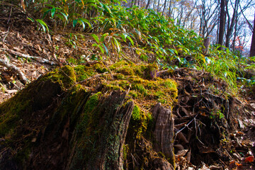 沼ッ原湿原の切り株