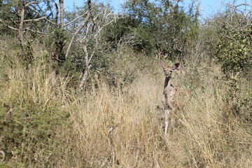 Großer Kudu / Greater Kudu / Tragelaphus strepsiceros..