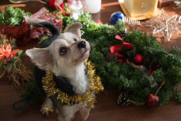 Adorable mixed-breed Morkie looking up, surrounded by christmas decorations in living room