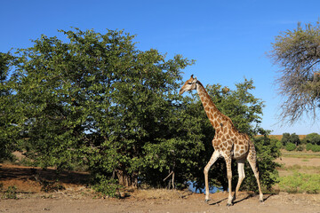 Giraffe / Giraffe / Giraffa Camelopardalis