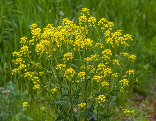 Yellow meadow flowers closeup in summer on a green background