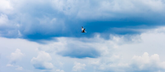 River bird Seagull on blue sky background with clouds