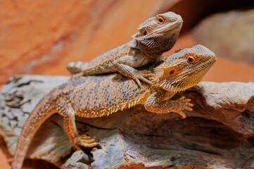 two bearded dragons (Bartagame) sitting on each other in the terrarium