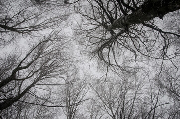 Beautiful forest landscape in winter full of snow. Trunks and branches of trees covered by snow. Winter paradise in a fantastic forest.