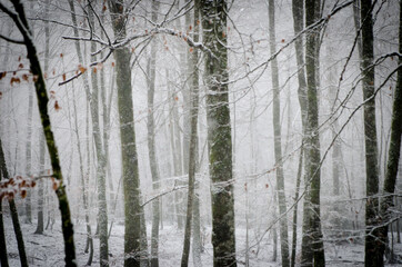 Beautiful forest landscape in winter full of snow. Trunks and branches of trees covered by snow. Winter paradise in a fantastic forest.