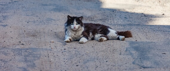 Black and white cat lying on the road in the summer