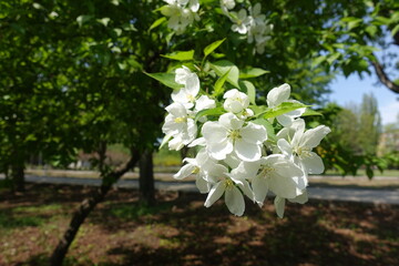 Cyme of white flowers of apple tree in April