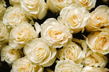 white roses in a large bouquet top view, flower petals