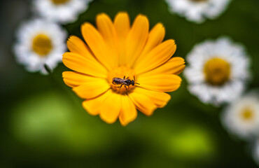 Orange calendula flower with insect closeup